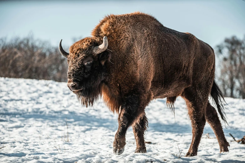 the buffalo looks like it is walking on snow