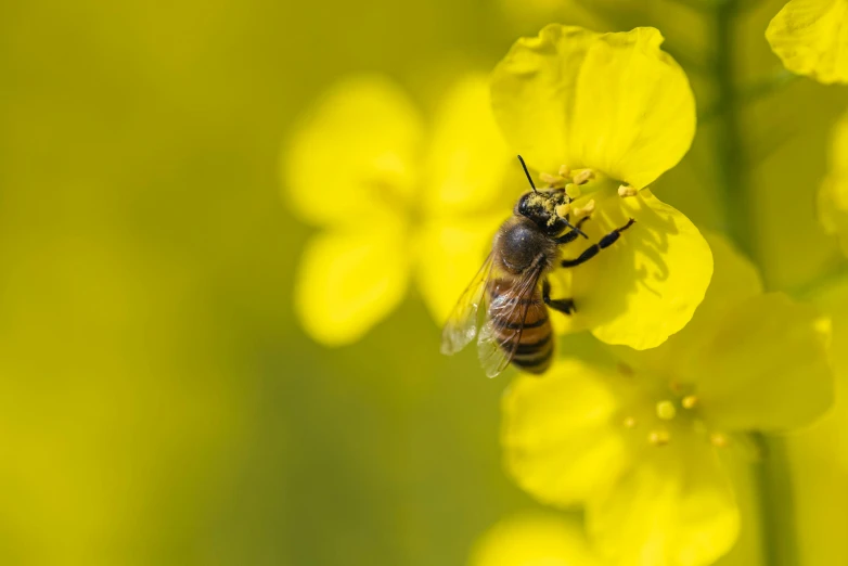 a bee flies past some flowers while one flies away