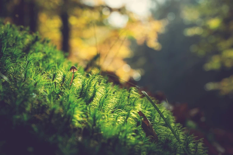 a fern leaves and some trees on a hillside