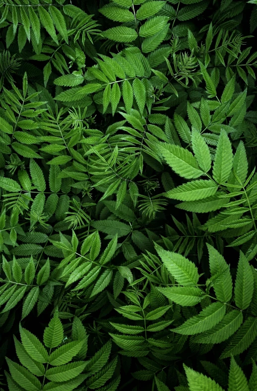 many green leaves growing on a wall