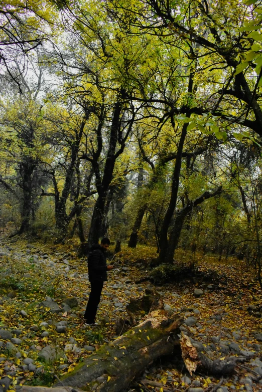 an area covered in leaves with a person in black jacket walking away