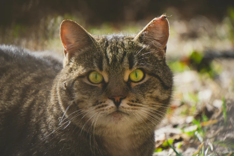 a tabby cat with green eyes laying in the grass