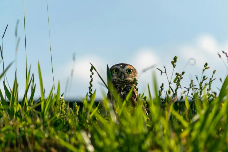 an owl sitting in the grass staring ahead