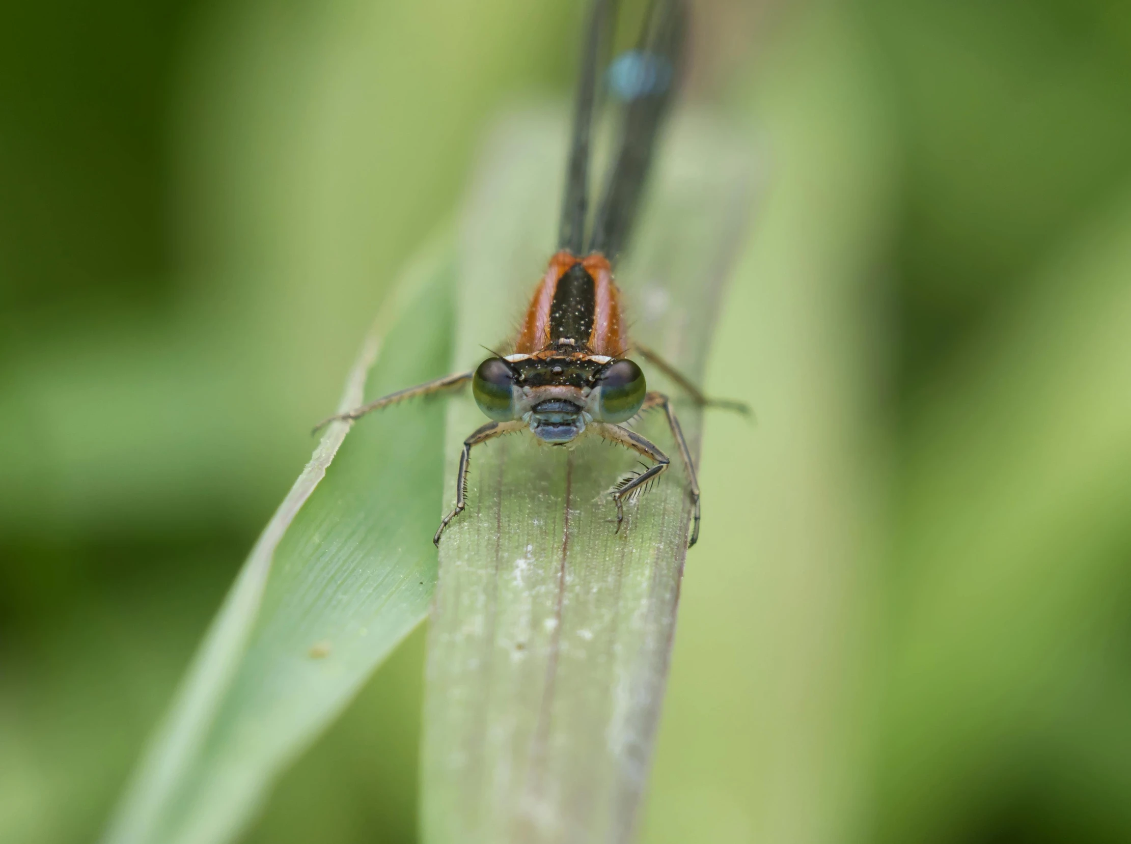 a bug that is sitting on top of a leaf