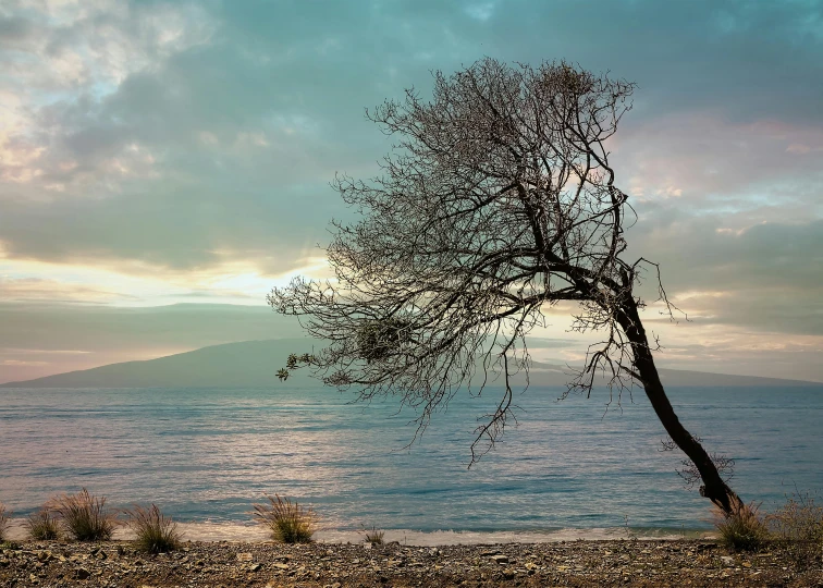 tree by a rocky beach with ocean view