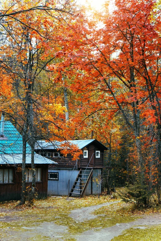 a cabin that is surrounded by a grove of trees