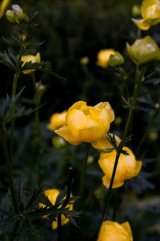 some yellow flowers are out side on a field