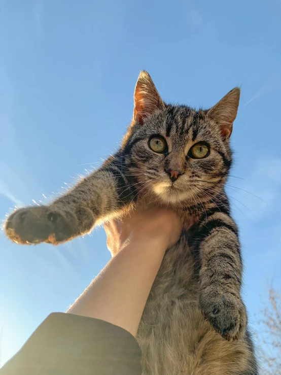 the grey cat is being held in by a hand