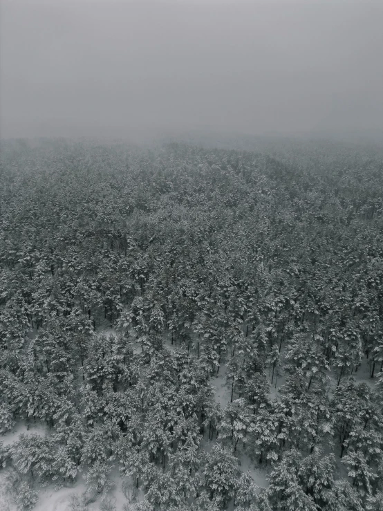 an aerial view of some trees and bushes