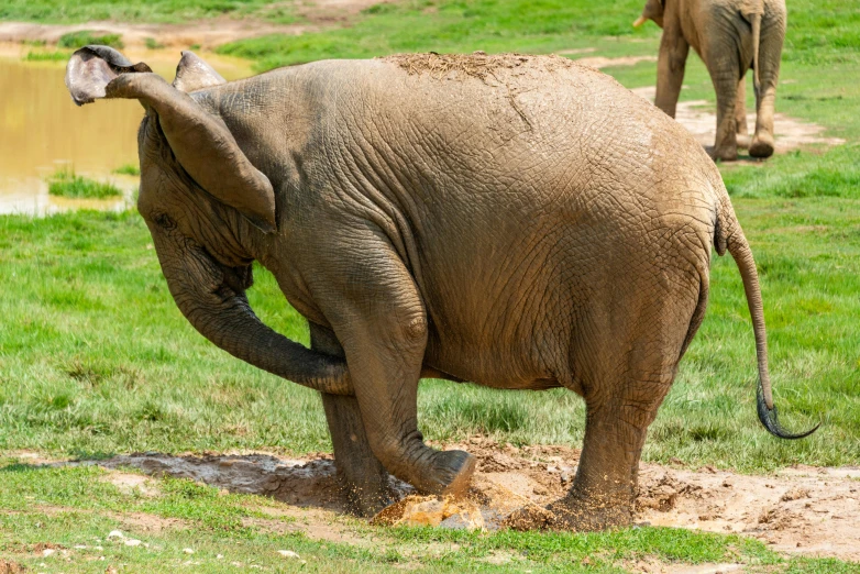 an elephant standing on top of grass covered ground
