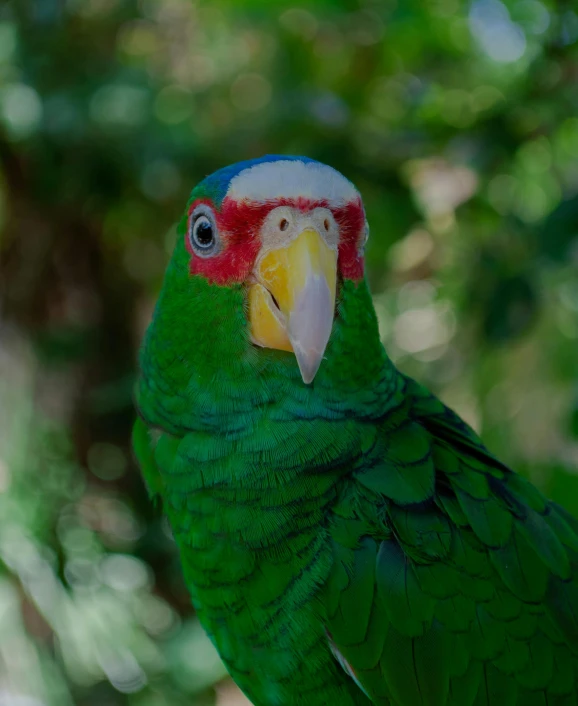 a large parrot perched on top of a wooden chair