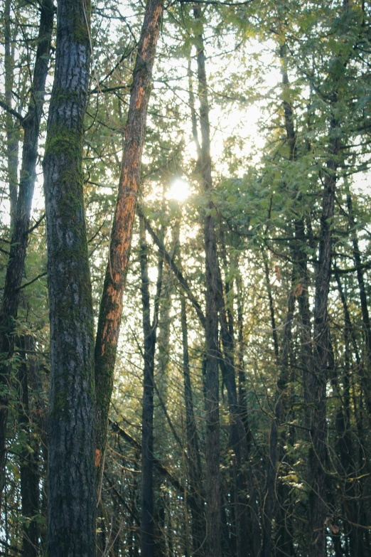 the sun shines through the trees in the forest