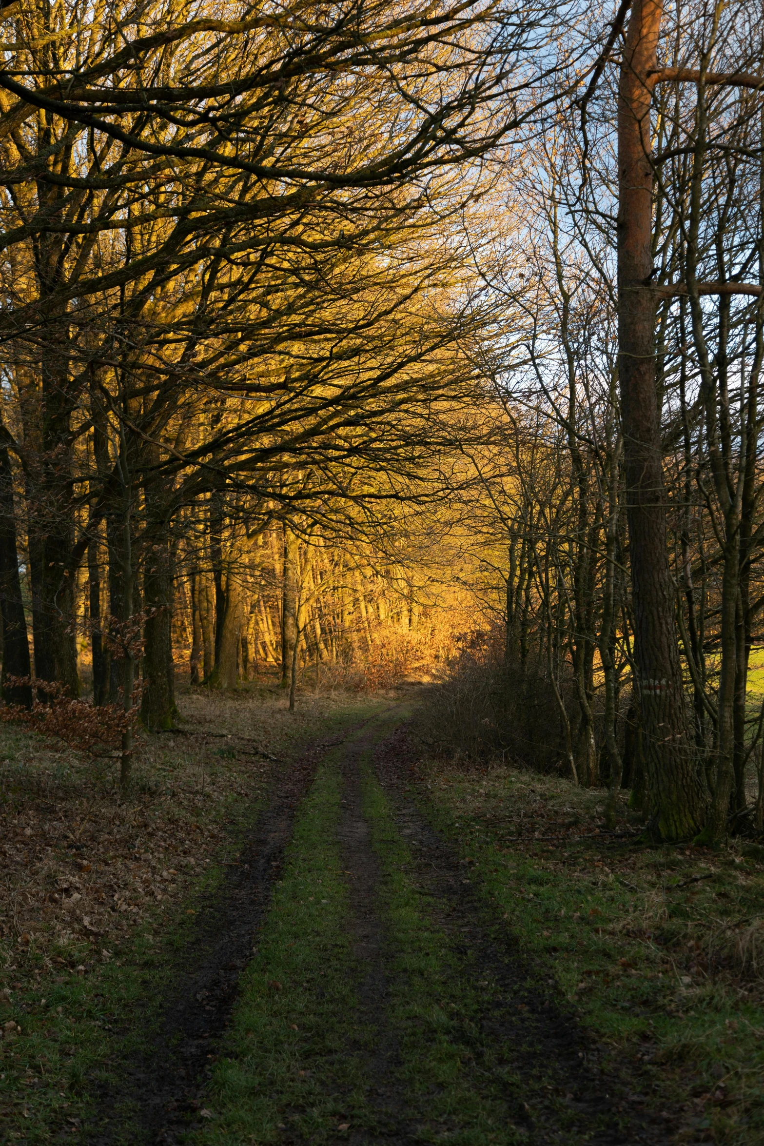 a tree line with lots of leaf on the grass