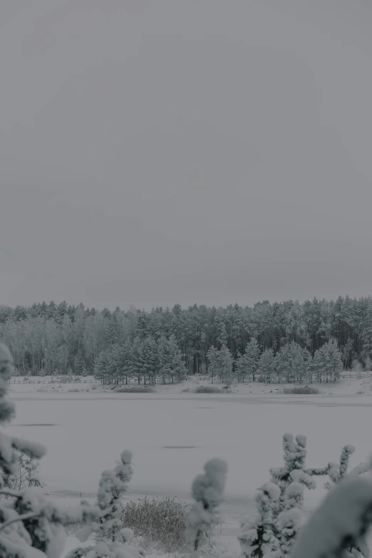 snowy trees are beside the pond and snowy snow