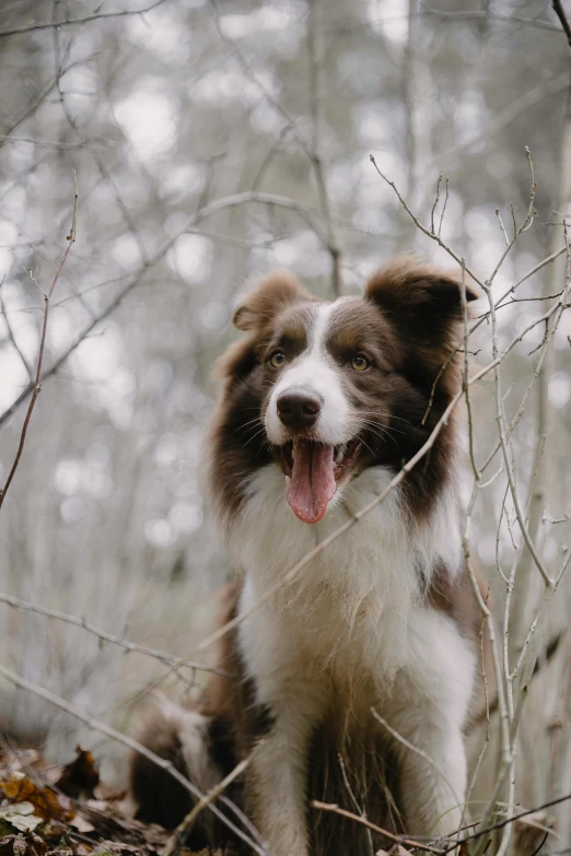 the dog is smiling through the dry brush