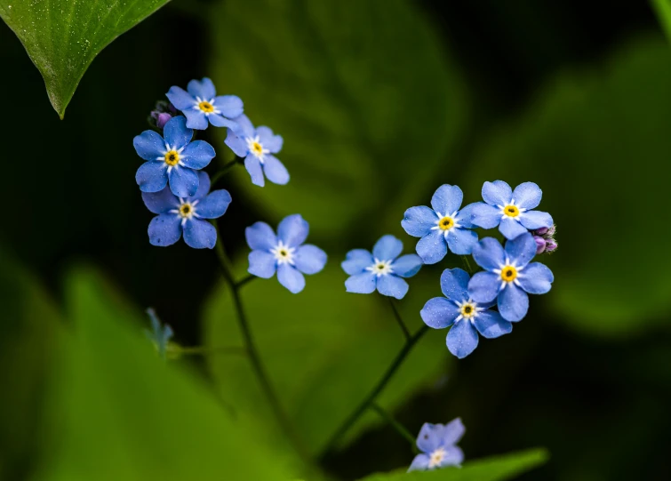 blue flowers in the sun near green leaves