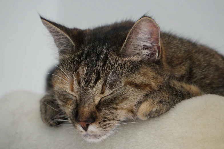 a small kitten resting its head on top of the pillow