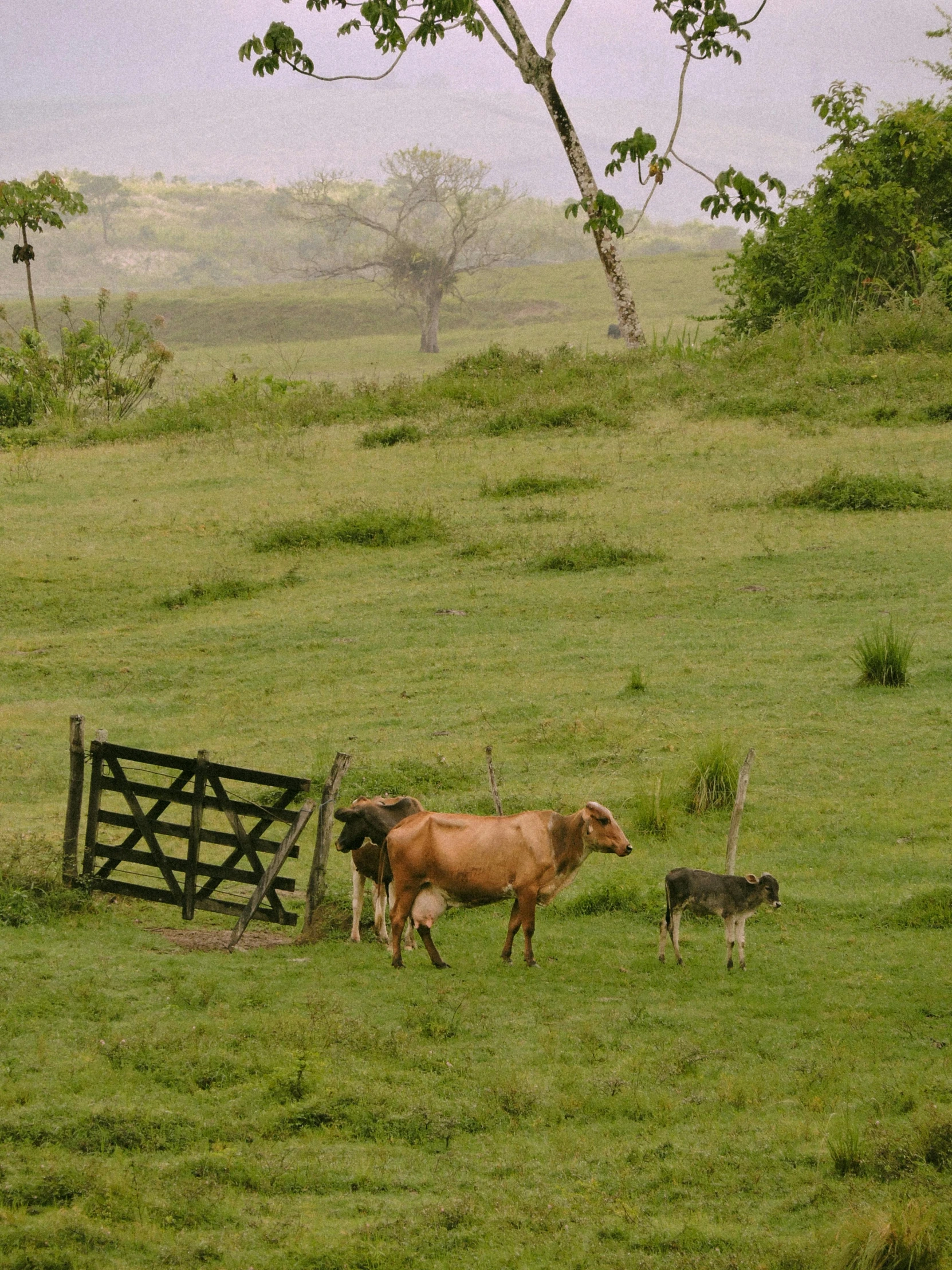 a couple of cows standing on top of a grass field