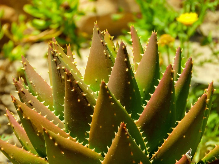 a close up view of an aloen plant with several thin tips