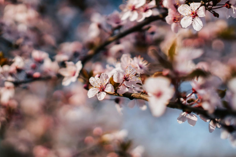 a nch with blossoms of several colors on it