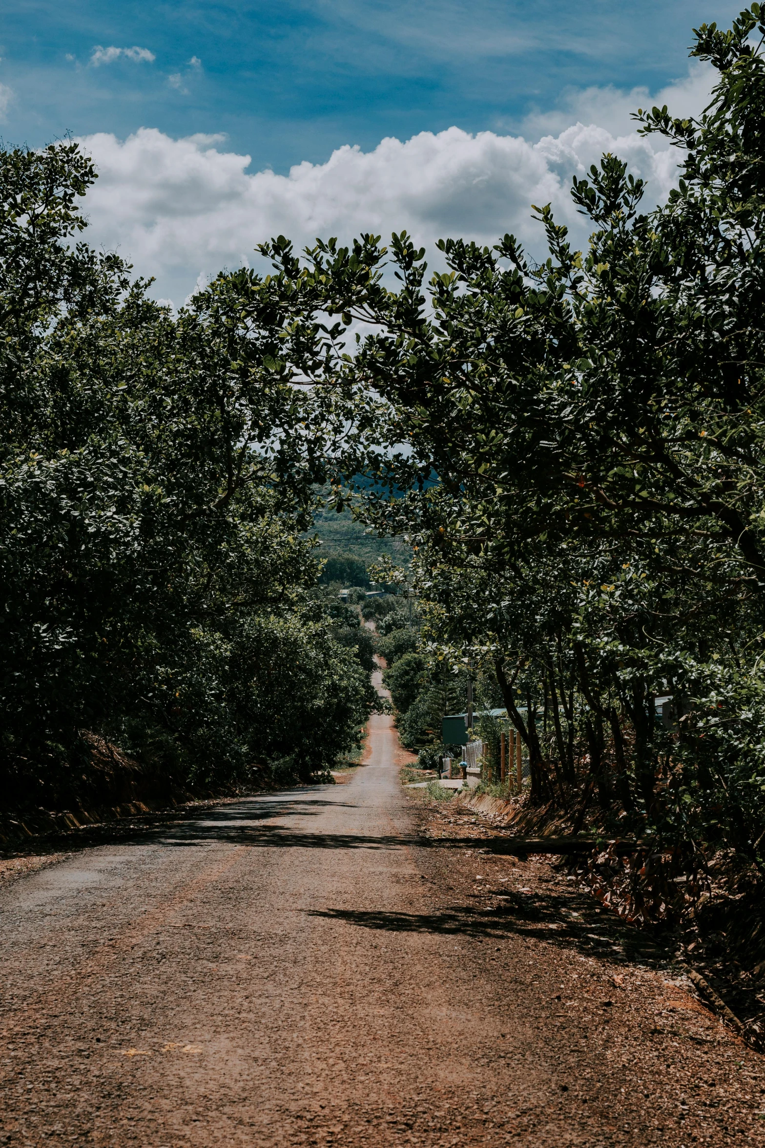 a dirt road going through a forrest of trees