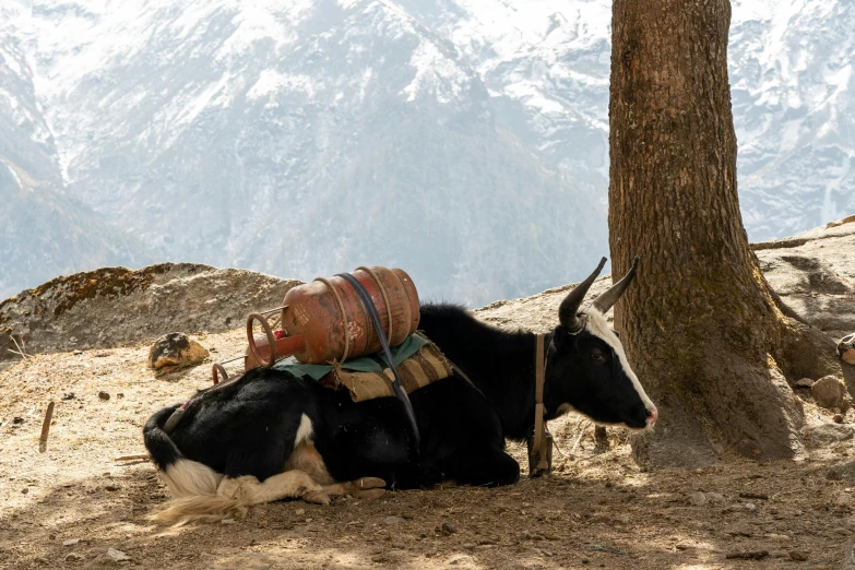 an animal with a saddle sits by a tree