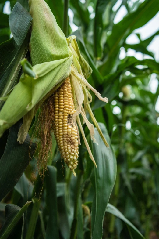 a stalk of corn hanging from a tree