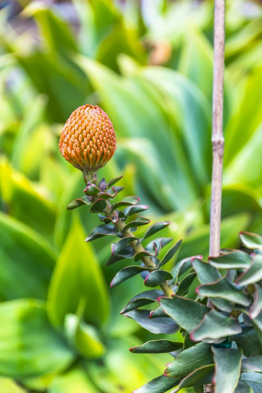 a small orange flower on a plant surrounded by plants