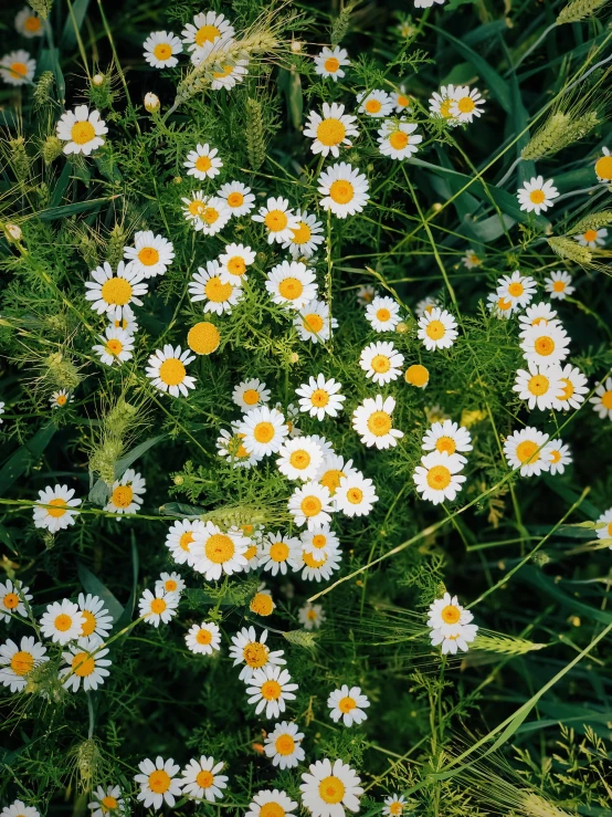 many white flowers in a field of grass