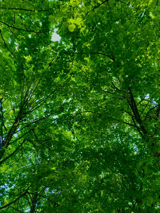 view looking up at tree canopy in forest