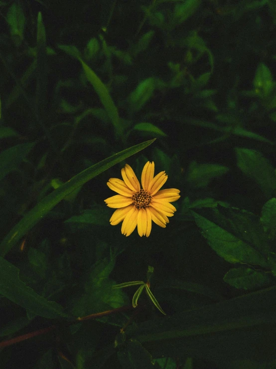 yellow daisy in the middle of dark green leaves