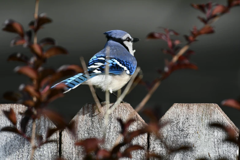 the small blue and white bird is perched on the fence