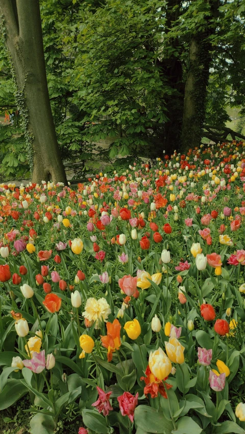 many red, yellow and pink flowers are in a large field