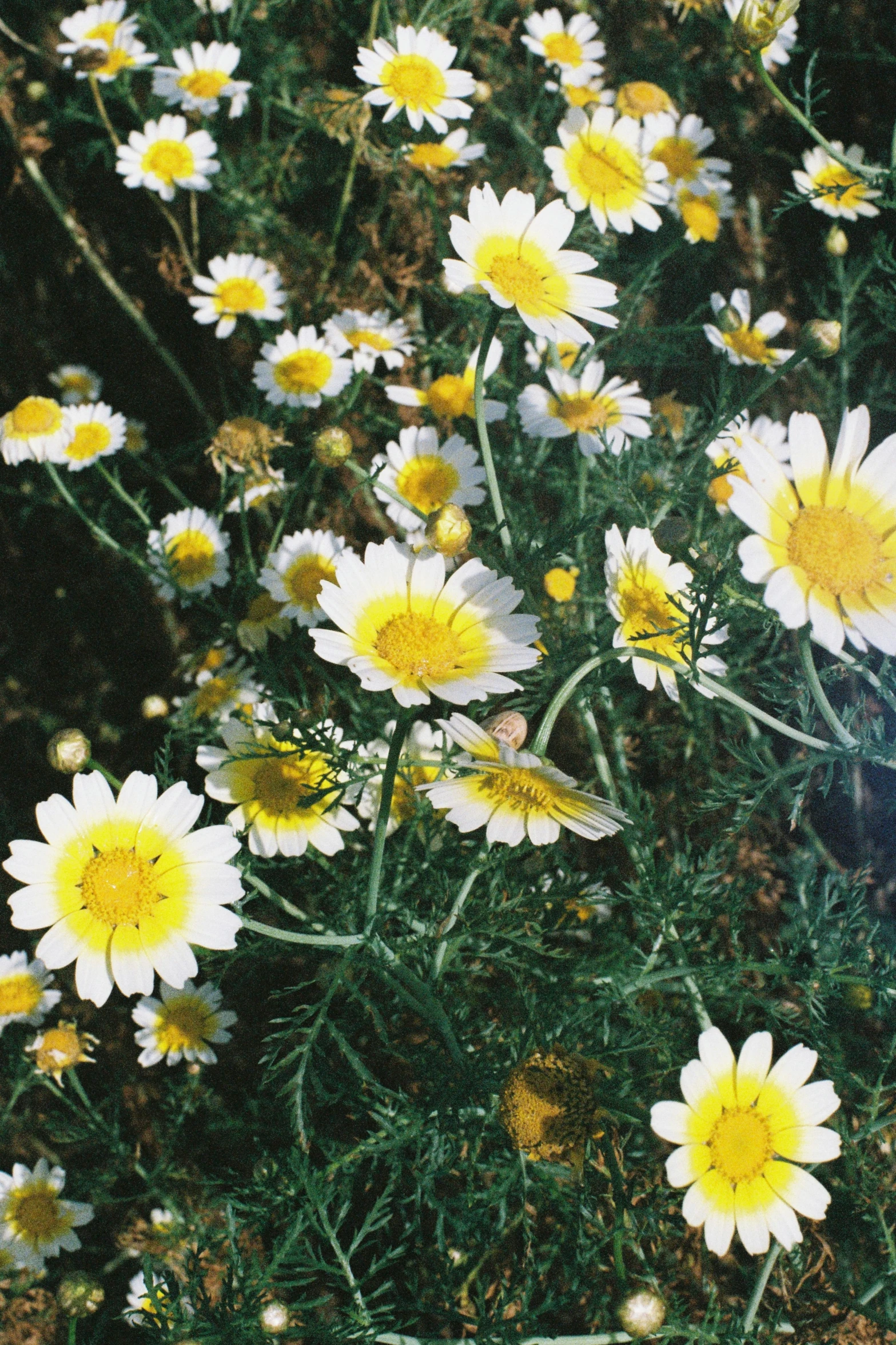 the yellow and white flowers are blooming from the top