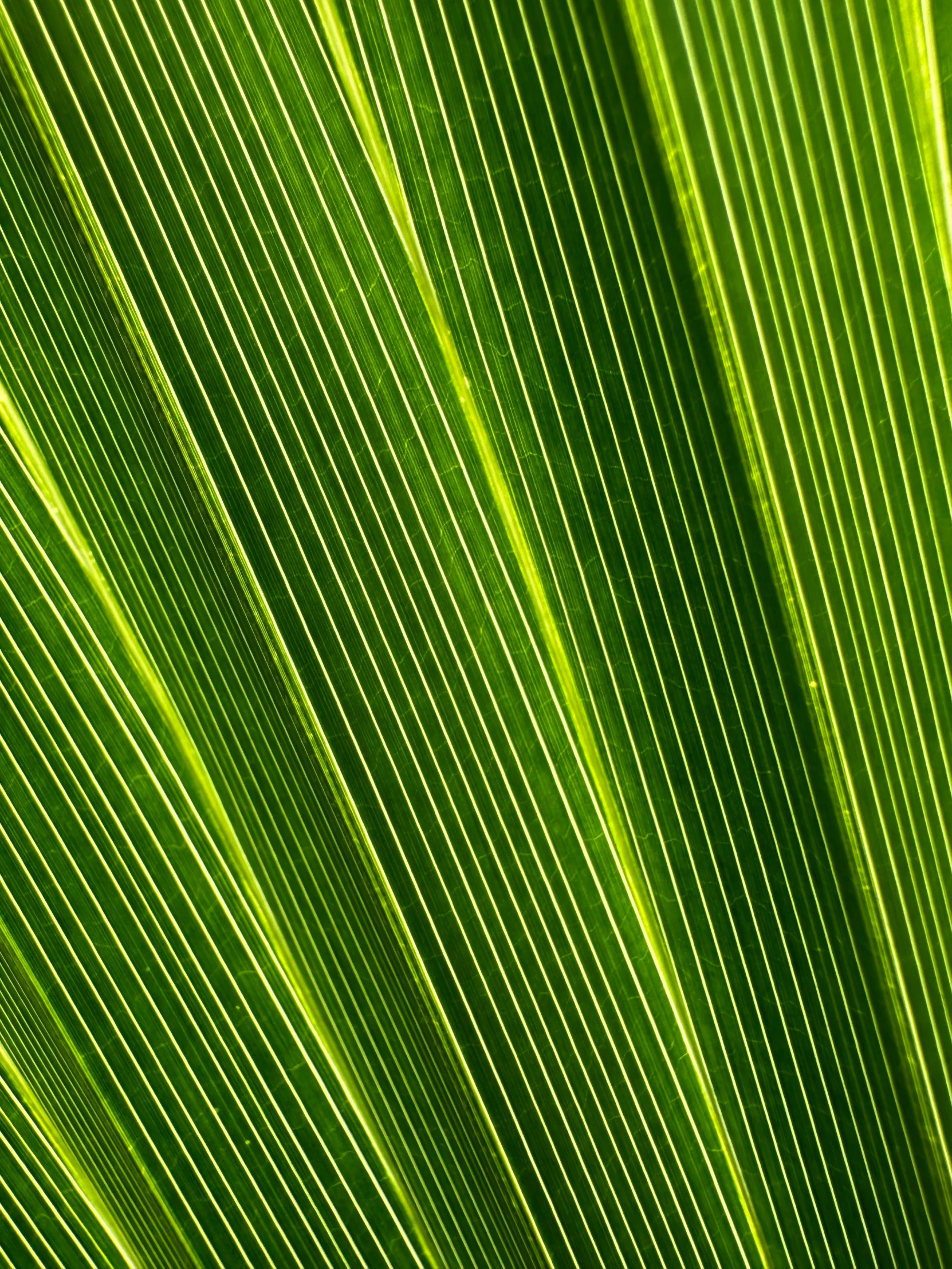 the texture of a green leaf