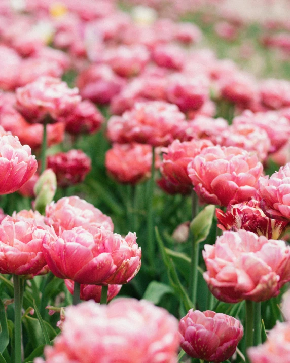 a field full of pink flowers sitting on top of grass