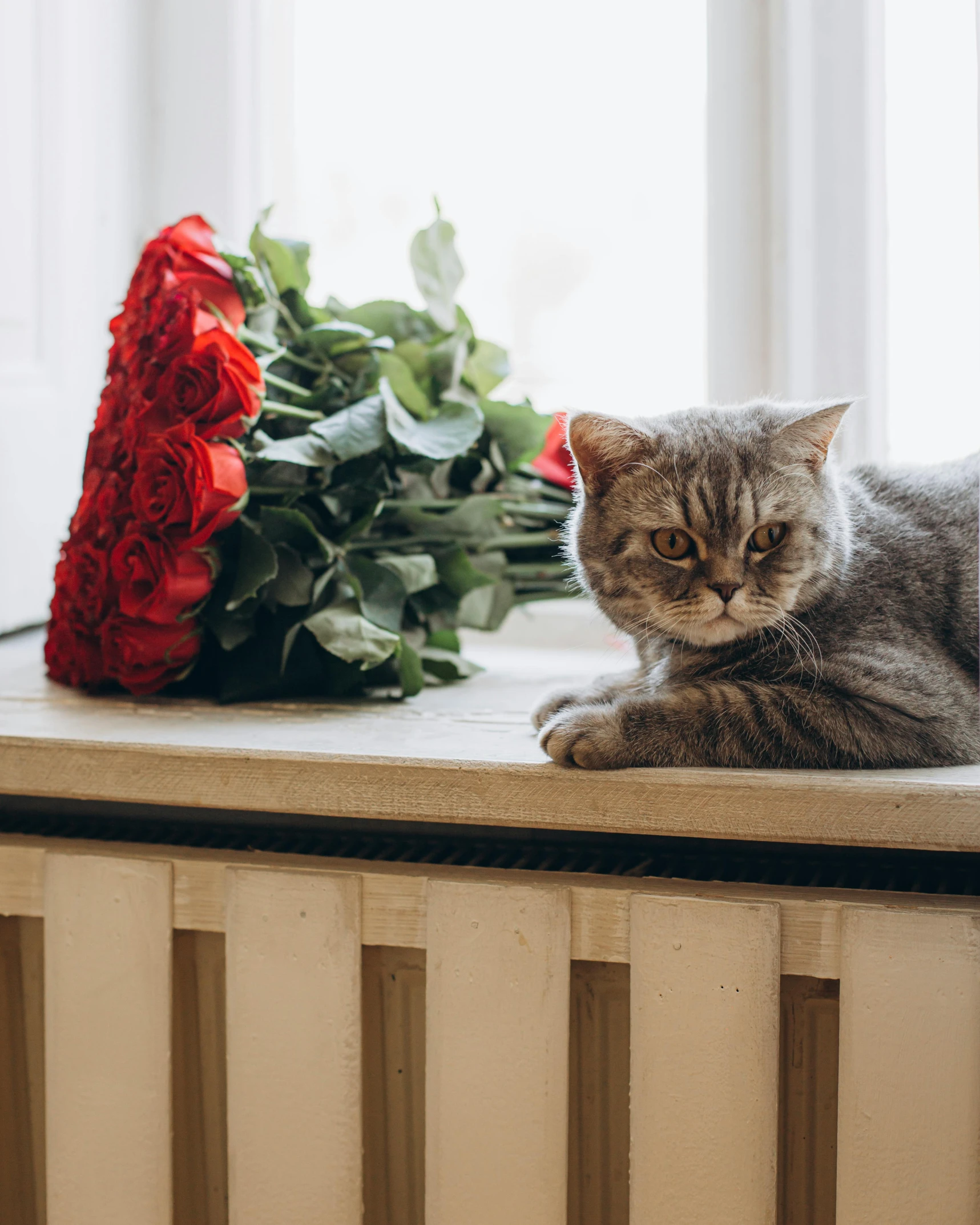 a cat sits next to a bunch of roses