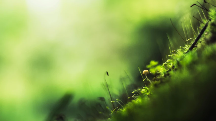 the moss in front of the fence is green