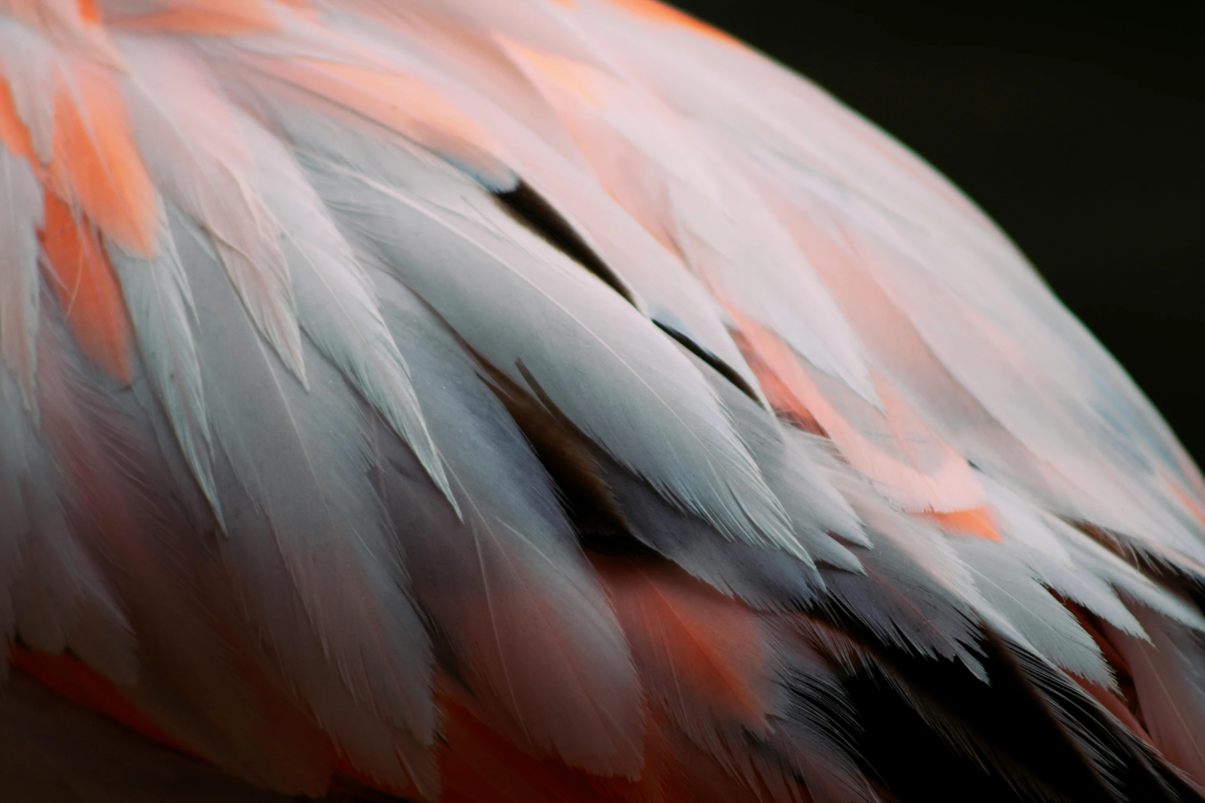 feathers of an exotic bird, possibly a flamingo