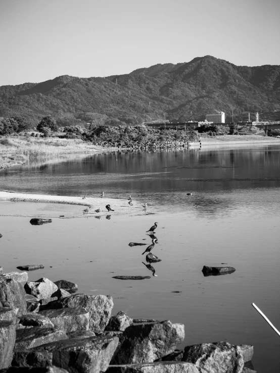 birds are swimming in the water next to rocky shore