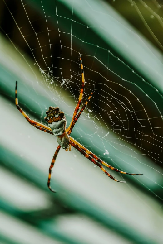 close up of the underside of a spider in its web