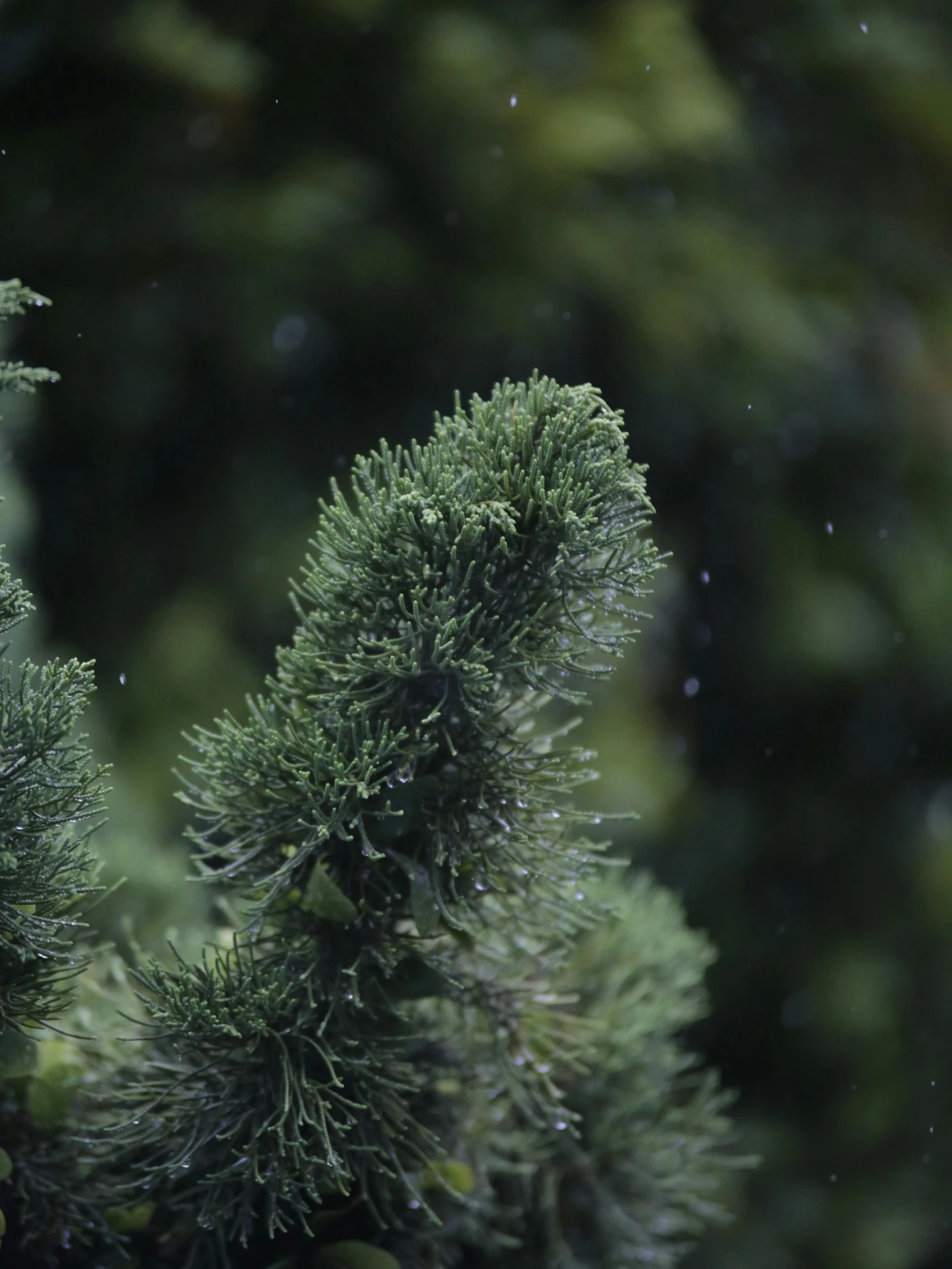 a small bird sits on a green tree