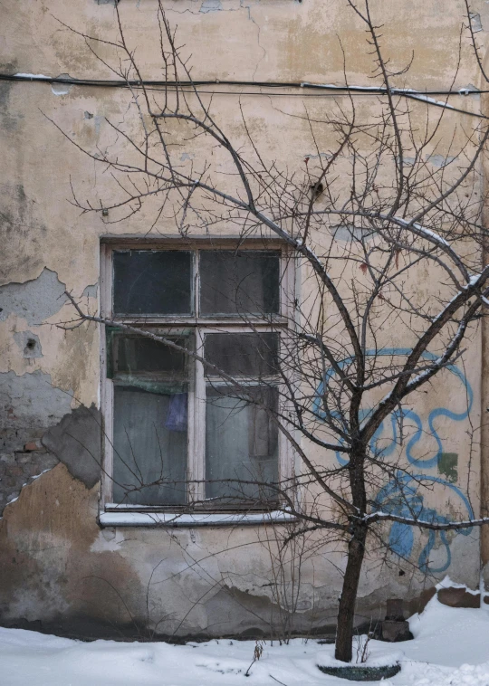 a tree in the snow next to a building with grafitti