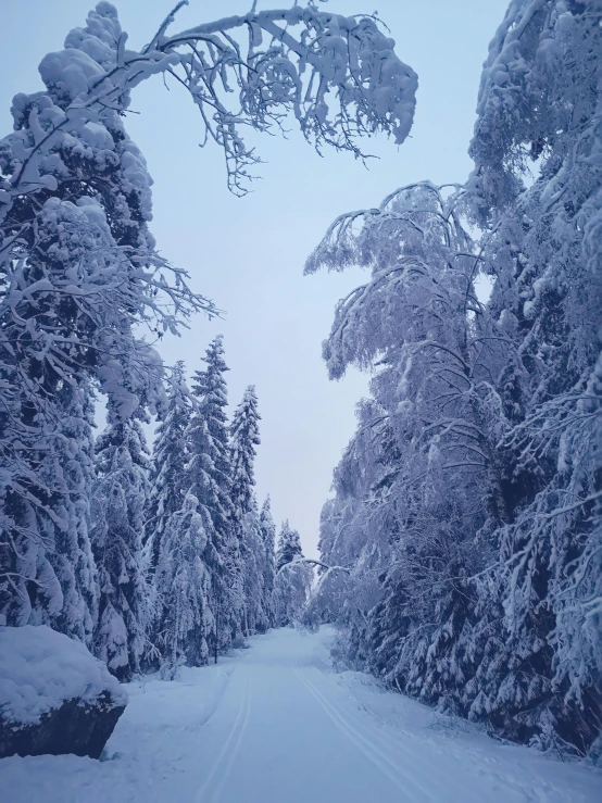 a road is surrounded by snow covered trees