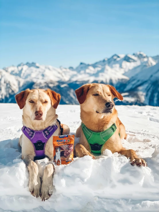 two dogs in harnesses are lying in the snow