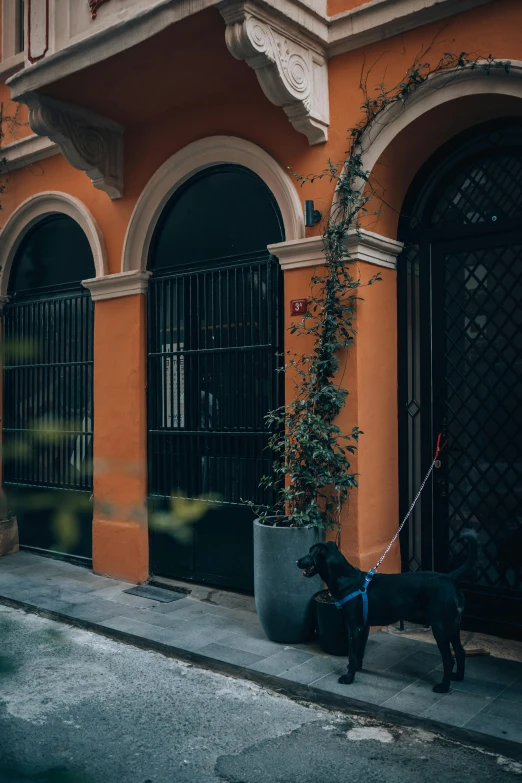 a large black dog pulling on to a sidewalk