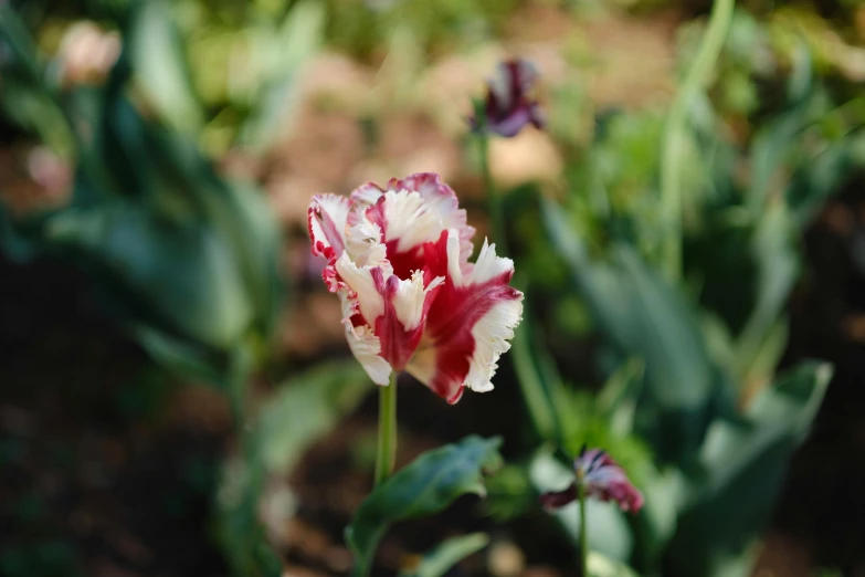 close up of two white and red tulips