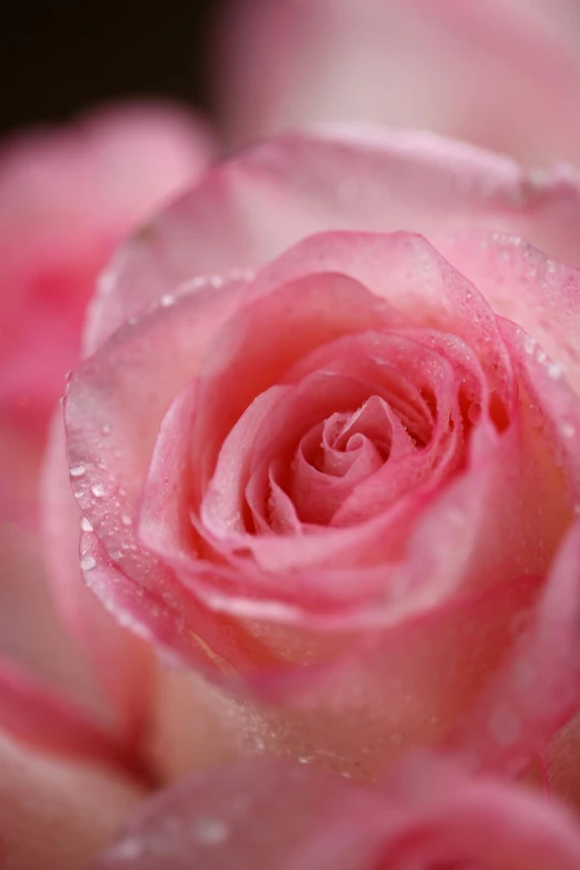 closeup of pink rose with water droplets