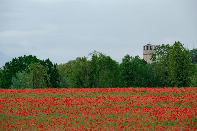 an image of a field that has some flowers growing on it