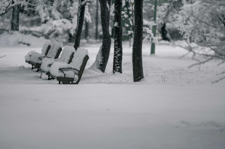 snow covered park benches and trees on a snowy day